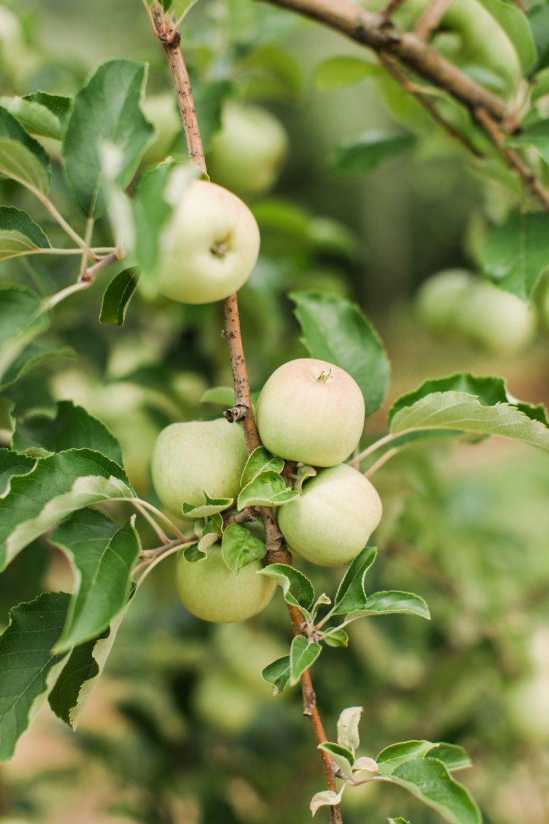 Apples on trees