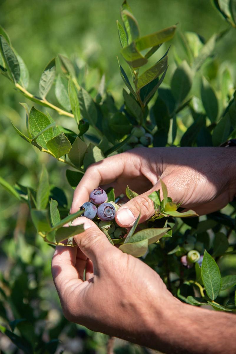 Former Atlanta Brave Jeff Francoeur and his family’s successful berry farm