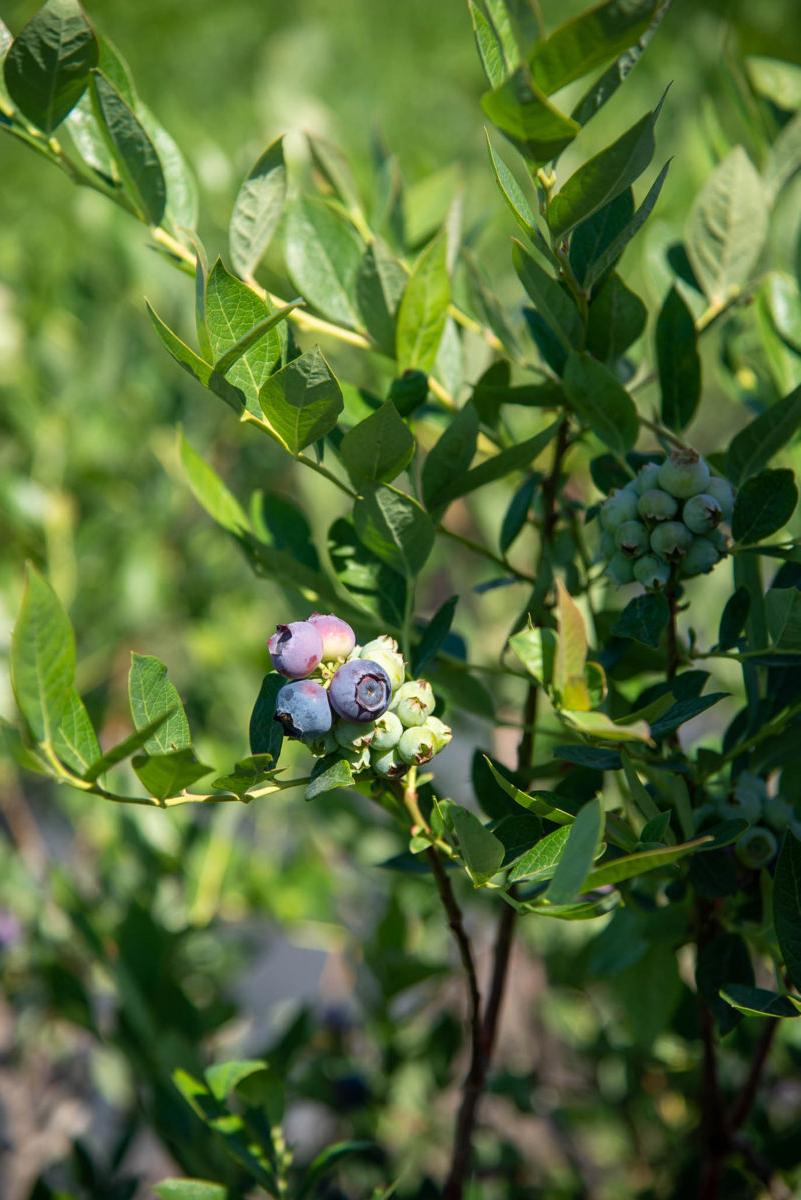 Former Atlanta Brave Jeff Francoeur and his family’s successful berry farm