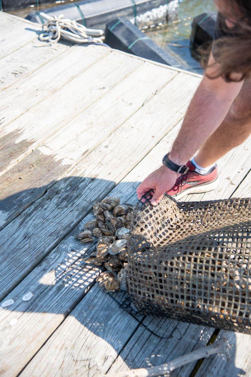 Shellfish Research Lab helps Georgia make strides in oyster aquaculture 