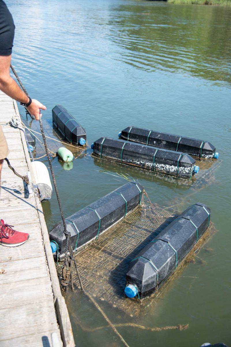 Shellfish Research Lab helps Georgia make strides in oyster aquaculture 