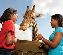 Wild Adventures Giraffe Petting