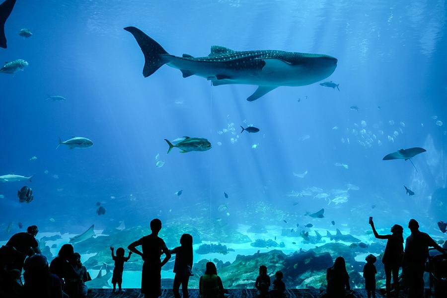 Visitors seeing fish through large gallery window